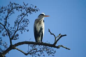 Grey Heron Bird Water