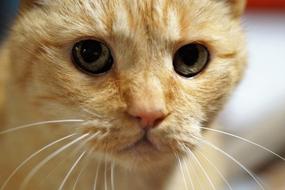 cute beautiful cat with a mustache