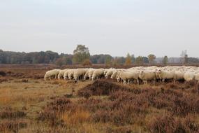 white sheep to the flock