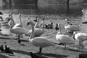 Bird Water Birds