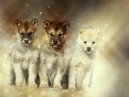 Dogs Sled Greenland