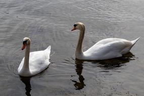 Swan Bird Waters