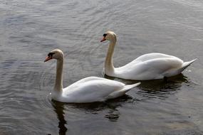 Bird Swan Waters
