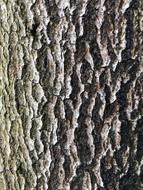 Pattern Bark Wood