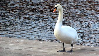 cute white swan by the lake