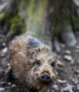 Mammal Animal World Nature