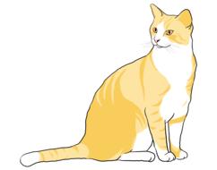 cat kitten kitty animal pet