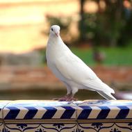 white pigeon is beautiful