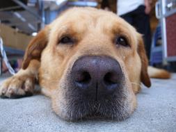 Dog Pets Animal