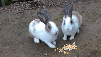 Rabbit Cute Bunny