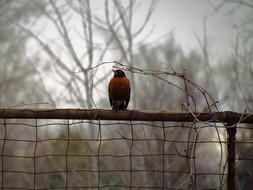 brown bird on a foggy background