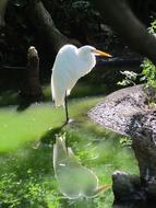 Great Egret Waterfowl Bird