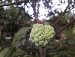 sweet green delicious fruit on a branch