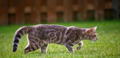 Cat Stalking Kitty Blue