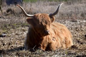Beef Highland Galloway