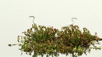 Little Egret Pair