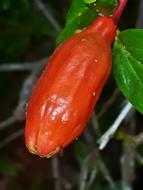 red plant in the garden