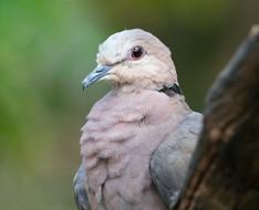 pigeon hiding behind a branch