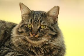 sullen lying cat