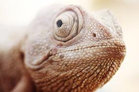 Animal Lizard Reptile