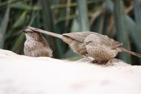 Bird Nature Wildlife