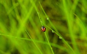 Insect Grass Nature