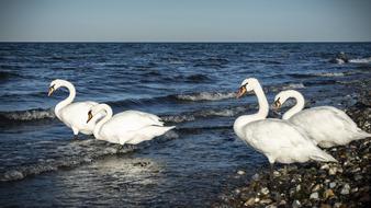 white swans on the shore of a pond