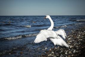 Swan Bird Plumage