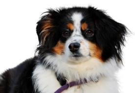 Dog Isolated Animal