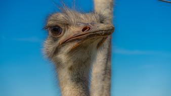 Closeup of an ostrich head