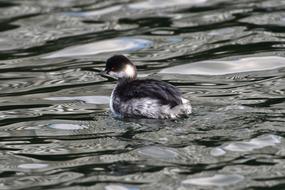 Bird Natural Waters