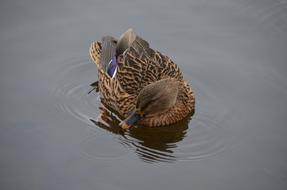 Duck Female Water