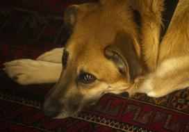 Portrait of Dog Resting at home
