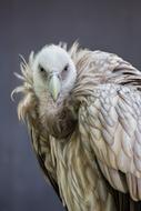 Bird Feather Animal World Of
