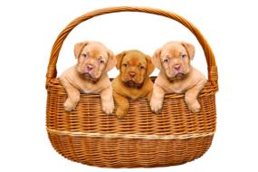 Animals Dogs Puppies