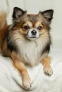 Chihuahua Dog Cute