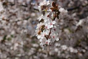 Flora Tree Season