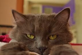 Eyes Cat Grey