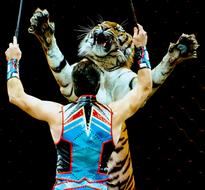 Circus Entertainment Tiger