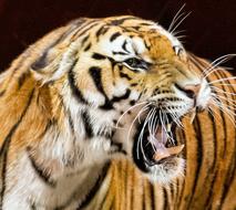 Tiger Animal Cat