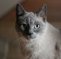Cat Portrait Siam