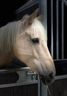Horse Head Portrait
