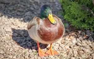 Bird Nature Animal
