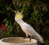white parrot with a yellow crest