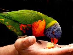 parrot eats out of your hand