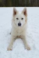 Dog Canine Winter