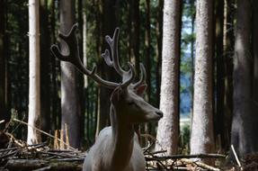 Animal Fallow Deer Antler