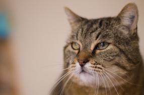 Cute Cat