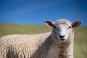 Sheep Animal Summer