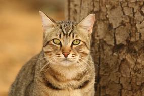 Animal Cat Fur